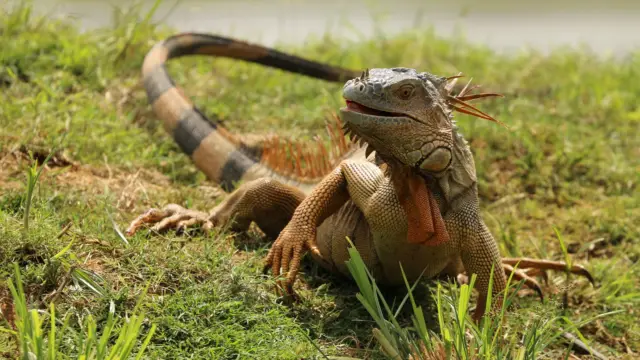 Iguane du Costa Rica