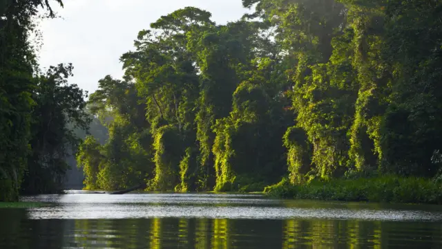 Mangrove de Tortuguero au Costa Rica