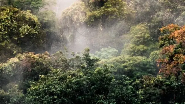 Forêt de nuage - écosystème du Costa Rica