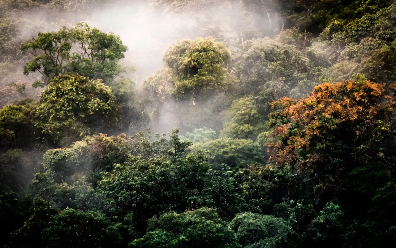foret des nuages