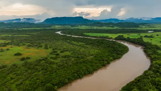 Palo verde au Costa Rica