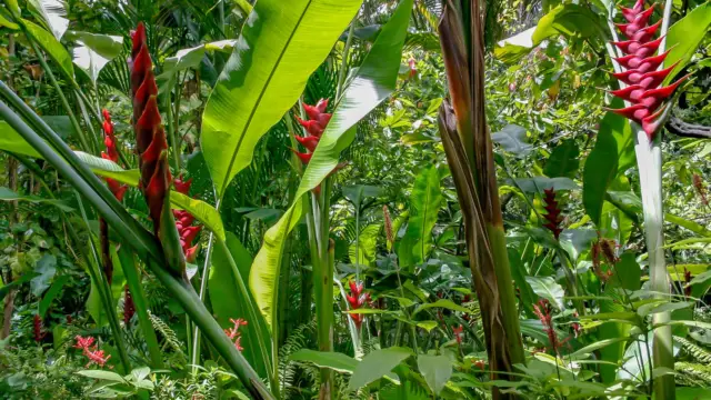 Heliconias du Costa Rica