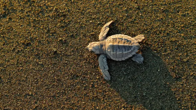 Tortue de mer du Costa Rica