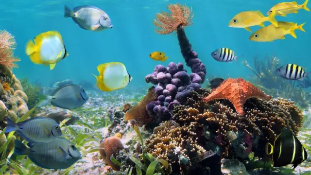 Fond sous-marin de la côte Pacifique du Costa Rica