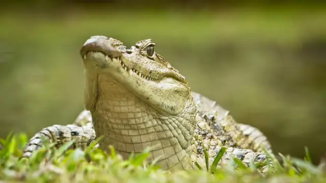 Crocodile a Cano Negro au Costa Rica
