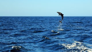 Dauphin du Costa Rica