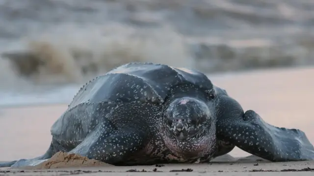 Tortue Luth du Costa Rica