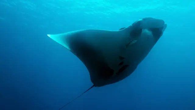 Raie Manta a l'Isla del Cano au Costa Rica