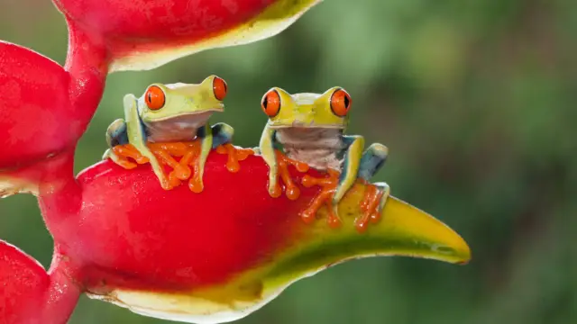 Grenouilles du Costa Rica