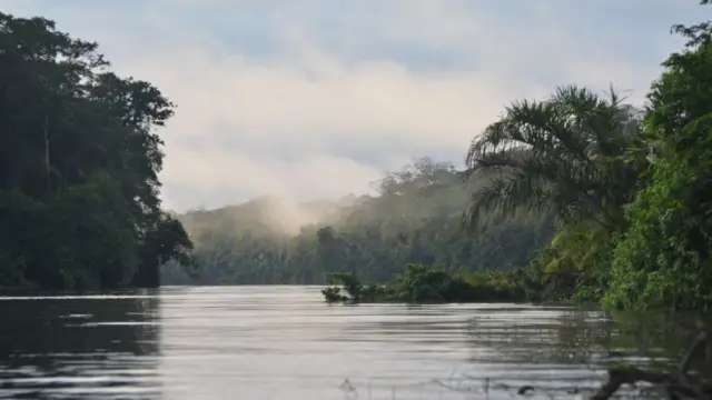 Vue des canaux de mangrove de la région de Tortuguero au Costa Rica
