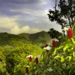 Paysage typique du Costa Rica - immersion nature