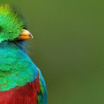 Le Quetzal oiseau mythique présent au Costa-Rica