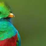 voyage ornithologique costa rica