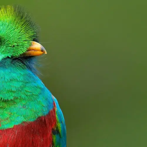 <b>Voyage Ornithologique </b><br>à la découverte des oiseaux du Costa Rica