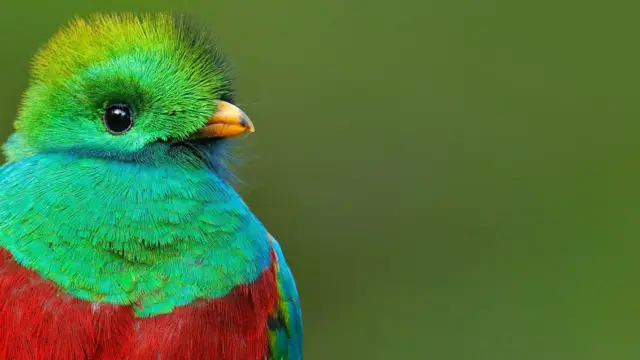 voyage ornithologique costa rica 