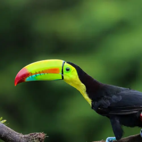 <b>Voyage Annulation  facile au Costa Rica</b><br> Partir l’esprit léger, en toute liberté