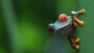 <b>Voyagez en saison verte au Costa Rica</b> <br> Itinéraire coup de coeur
