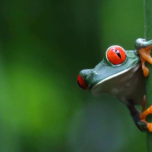 <b>Voyagez en saison verte au Costa Rica</b> <br> Itinéraire coup de coeur