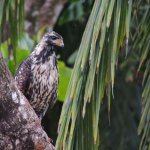 Aigle du Costa Rica, sur la cote Caraïbe