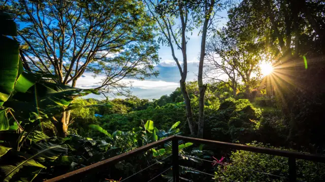voyage ornithologique costa rica