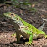 Prestataires responsables Terra Caribea