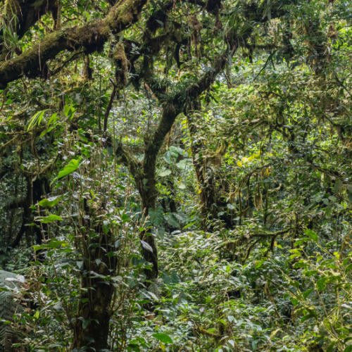 Hollywood en voyage au Costa Rica !