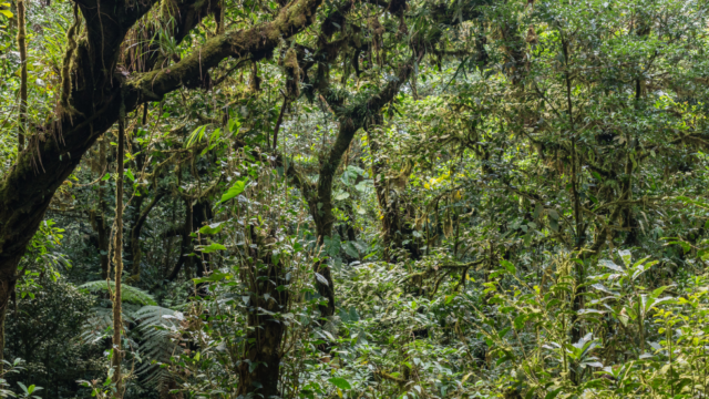 Hollywood en voyage au Costa Rica !