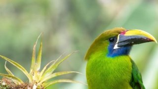 Voyager au Costa Rica pour mieux comprendre et protéger la biodiversité