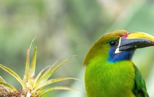 Voyager au Costa Rica pour mieux comprendre et protéger la biodiversité