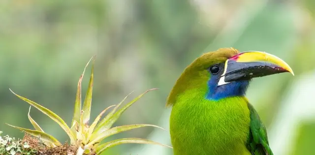 Voyager au Costa Rica pour mieux comprendre et protéger la biodiversité