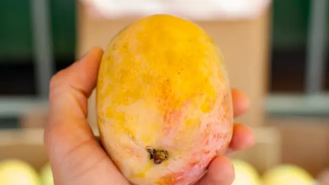 mango costa rica