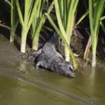 Un bebe caiman sur les berges du Rio Tempisque à Palo Verde au Costa Rica