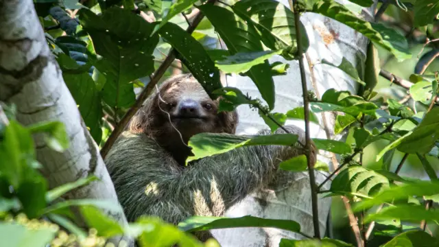 paresseux costa rica jungle