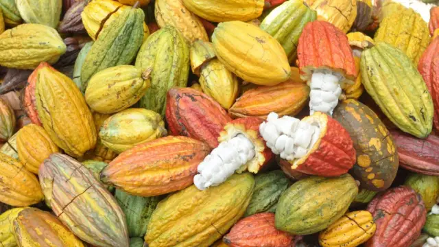 Photo montrant les fruits de cacao permettant de créeer du chocolat.