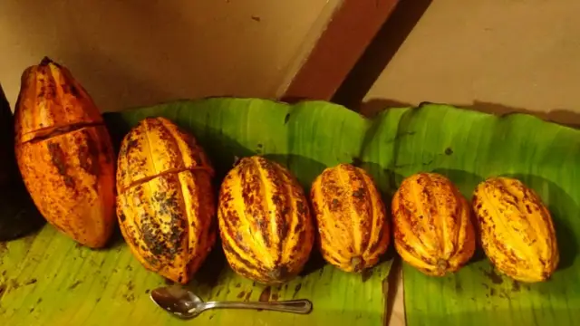 Feves de cacao - culture traditionnelle du Costa Rica