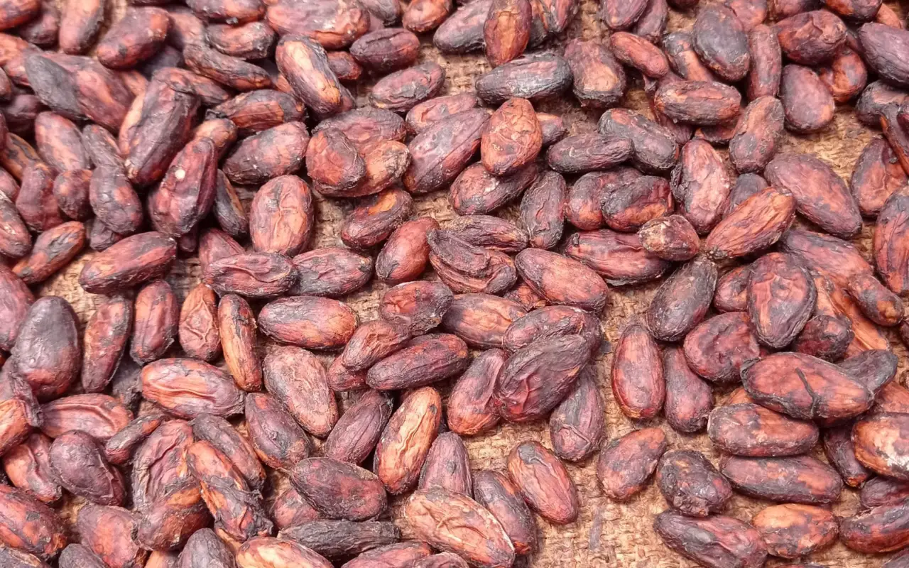 Cacao, culture traditionnelle au Costa Rica