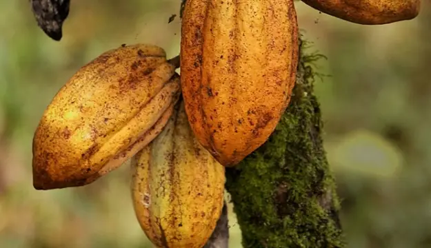Cabosse de cacao, culture symbolique du Costa Rica