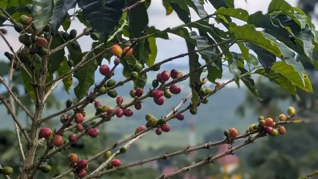 Découvrir le Costa Rica rural à travers 5 expériences locales