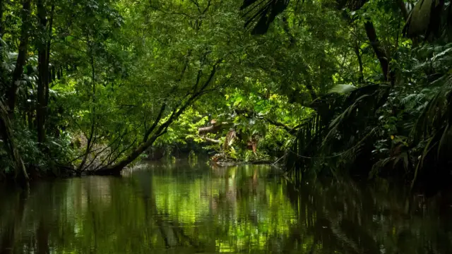Canaux de Tortuguero - incontournable du Costa Rica