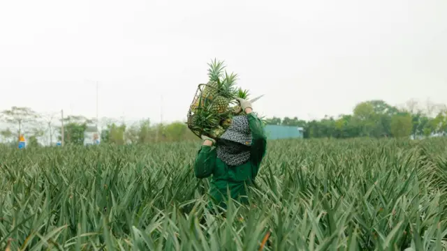 Champ d'ananas