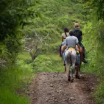 Photo d'une balade à chevals dans la foret