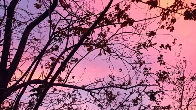 Ciel rose au-dessus de Palo Verde, au Costa Rica