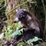 Coati aperçu dans les environs du volcan Arenal au Costa Rica