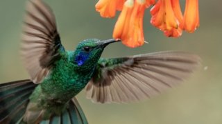 La charte du voyageur responsable au Costa Rica