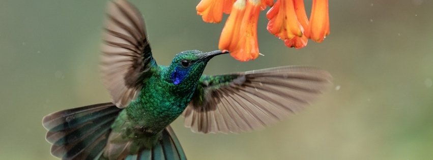 colibri costa rica
