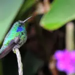 Colibri dans les arbres, costa rica Monteverde