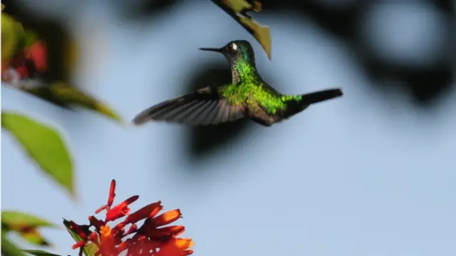 Photo colibri, oiseau typique du Costa Rica