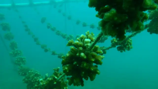 🪸💰 🇨🇷 CAMPAGNE DE DONATION : Re-créons ensemble la barrière de corail des océans du Costa Rica en voyageant avec Terra Caribea