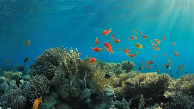 Récifs coralliens du Costa Rica : Une cause à soutenir avec Terra Caribea