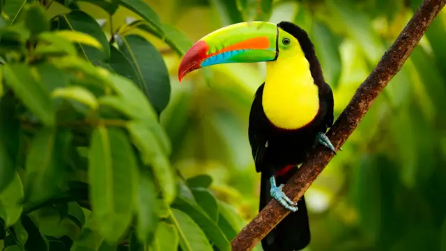 Toucan, oiseau iconique du Costa Rica